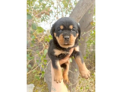 Rottweiler yavrularımız
