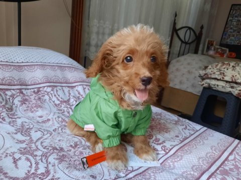 Maltipoo ömürlük yuvası aranıyor