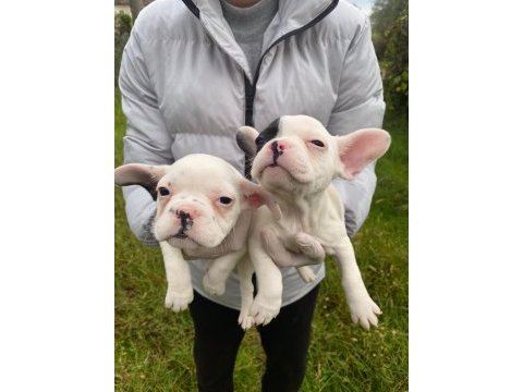 Muhteşem kalitede french bulldog yavrularımız