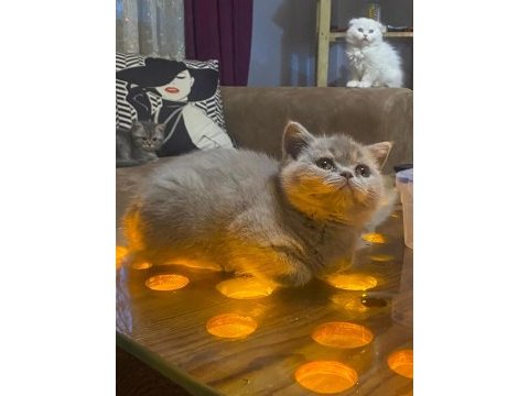 Muhteşem güzellikte british shorthair bebeklerimiz