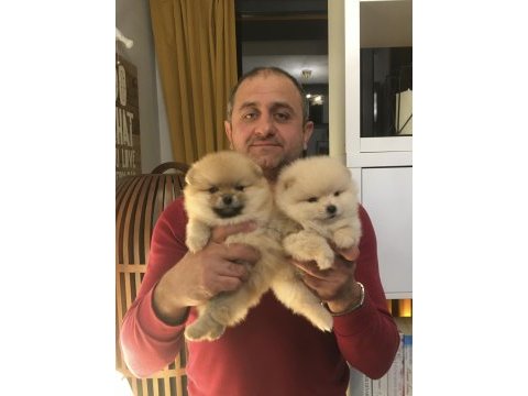 Pomeranian boo bebekler aşılı kimlikli