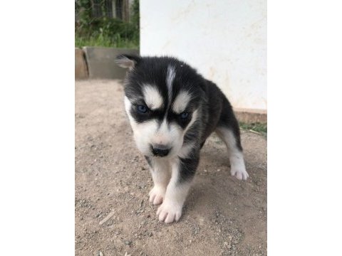 Dişi husky yavrular sahiplendirilecektir