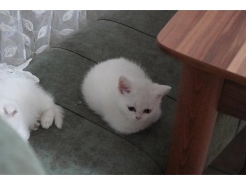 Safkan ve oyuncu scottish fold yavrularımız