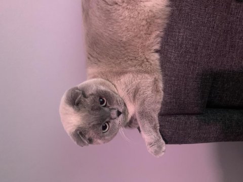 Kedimiz scottish fold (erkek)