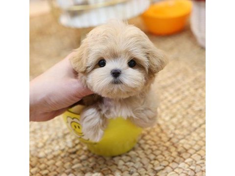 Maltipoo bebeklerim