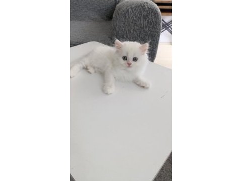 Kendi kedimizin yavruları sahiplendirilecektir