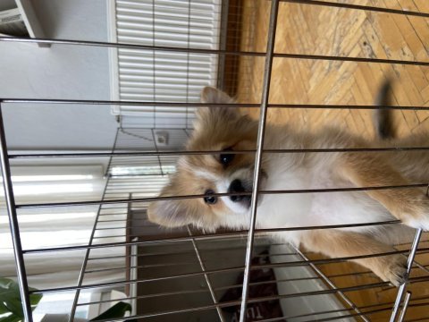 2 adet pomeranian spitz yavrularımız