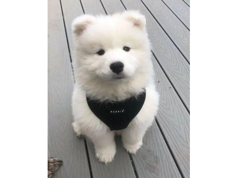 Karbeyez samoyed yavrularımız