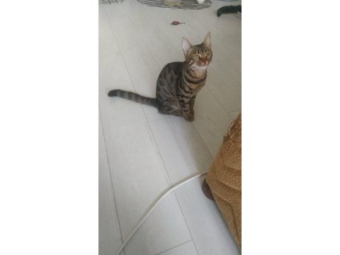 Ücretsiz sahiplendirme sosyal kediler