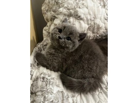 1.5 aylık 4 tane saf british shorthair yavrularımız