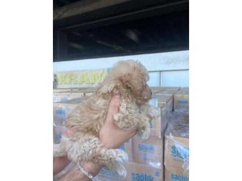 Kıvır kıvır 0 numara poodle