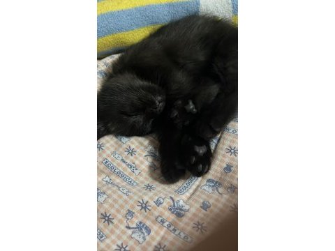 Siyah british shorthair yavru yeni yuvasını arıyor
