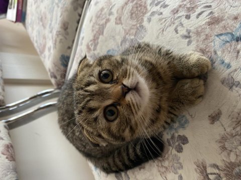 Sahibinden british shorthair