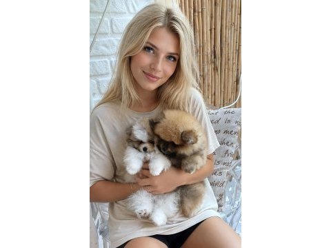 Pomeranian boo garantili erkek ve dişi
