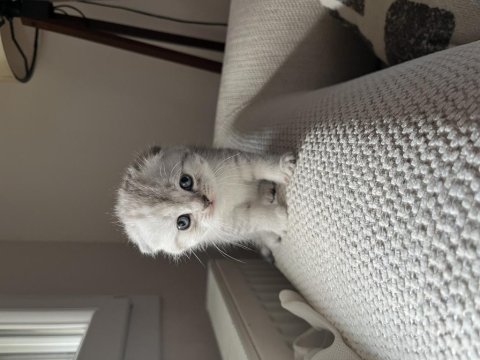 40 günlük safkan scottish fold uysal ve sevecen yavrumuz