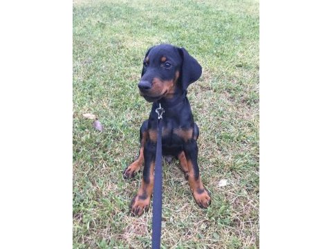 Her eve şart doberman köpekler