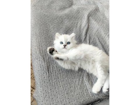 Boncuk gözlü british longhair bebekler serisi