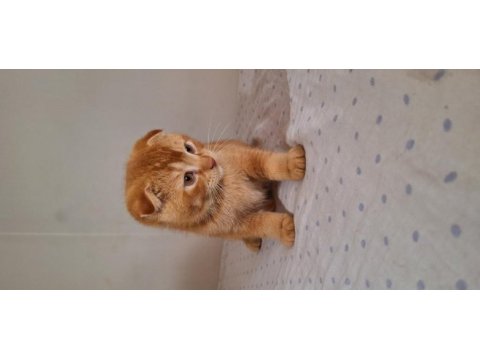 Scottish fold gold yavrumuz