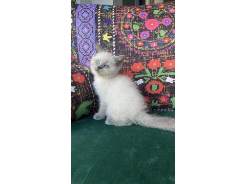 A kalite blue point yavru british shorthair