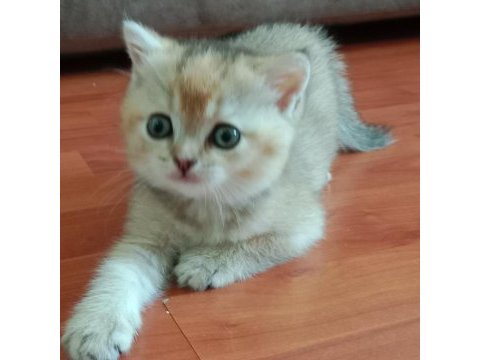 Safkan british shorthair yavrular