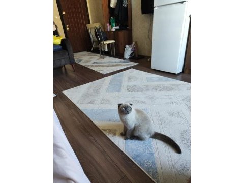Scottish fold blue point 9 aylık dişi