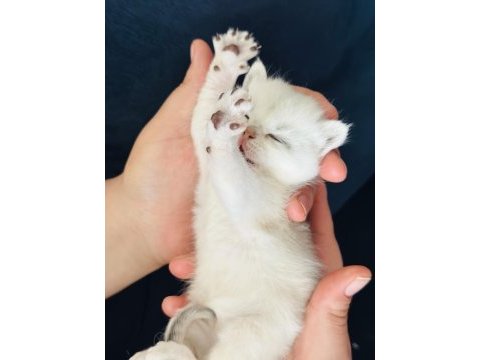 Yakışıklılığını babasından almış kedimiz