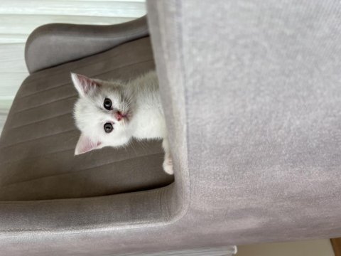 Birbirinden güzel british shorthair yavrular