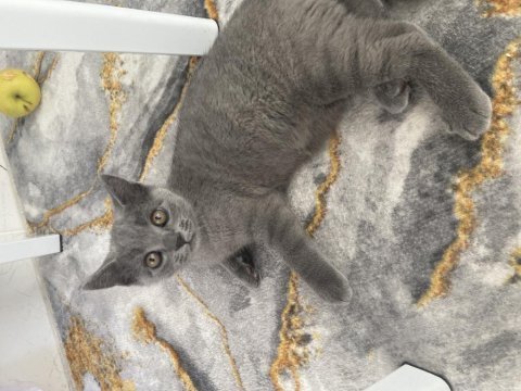 British shorthair