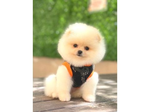 Pomeranian boo bebeklerim