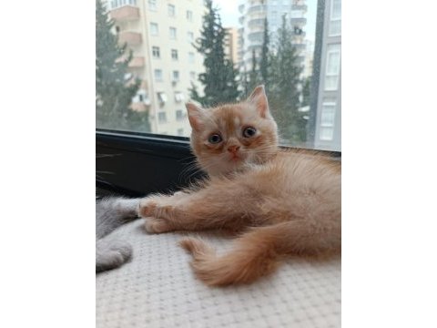 Safkan british shorthair bebişlerime yuva