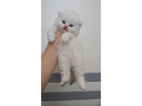 British shorthair