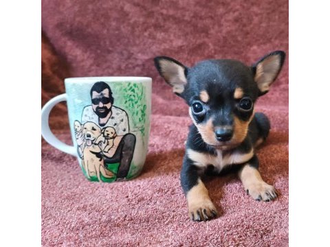 Minyatür pinscher bebeklerim