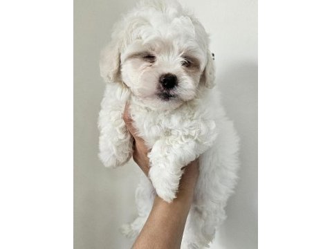 Maltese bebekler