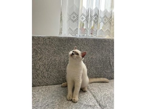 British shorthair yavrumuza yeni yuva arıyoruz