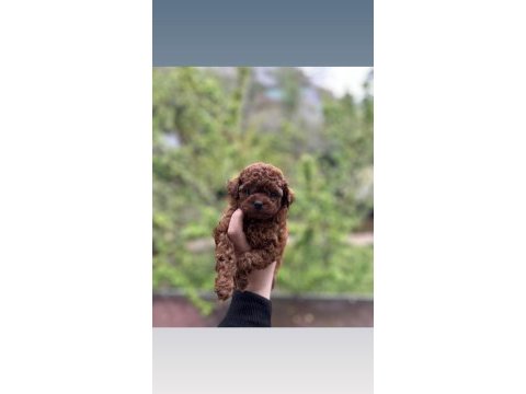 Toy poodle yavrular safkan ırk garantili