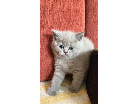 Bir buçuk aylık şecereli babadan yavru kediler