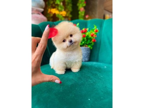 Orjinal güler yüzlü maltipoo yavrum