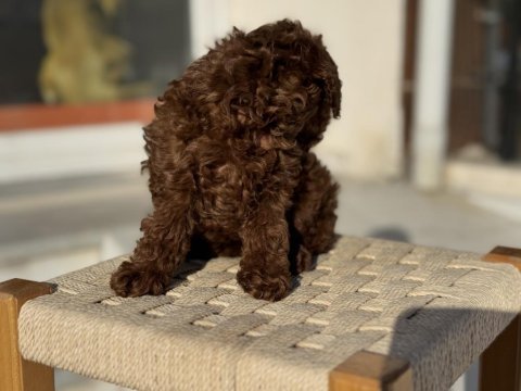 Redbrown toy poodle yavrularımız ziyarete açık