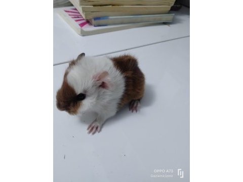 Kaliteli ırk garantilidir 4 adet guinea pig