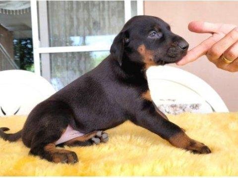 2 aylik sadik soldier doberman yavrularim
