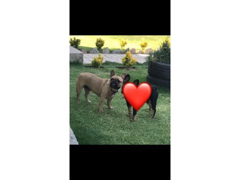 Yetişkin fransız bulldoğ fawn dişi