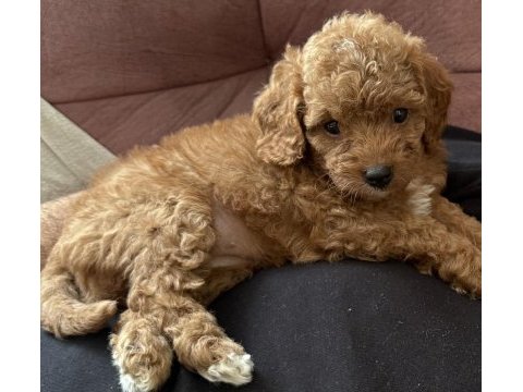 Maltipoo uavruları