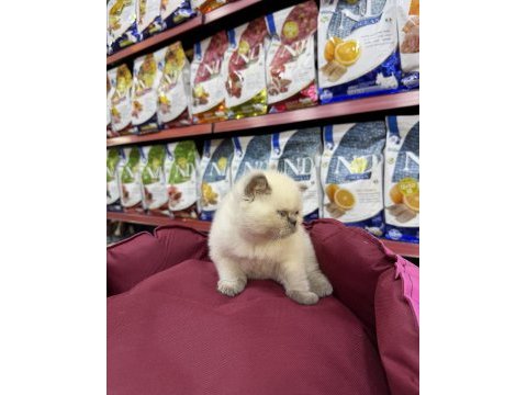 British shorthair erkek yavrumuz