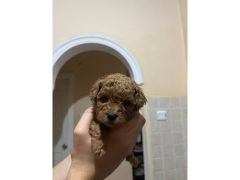 2 dişi ve 2 erkek kırmızı kahve renk minyatür poodle