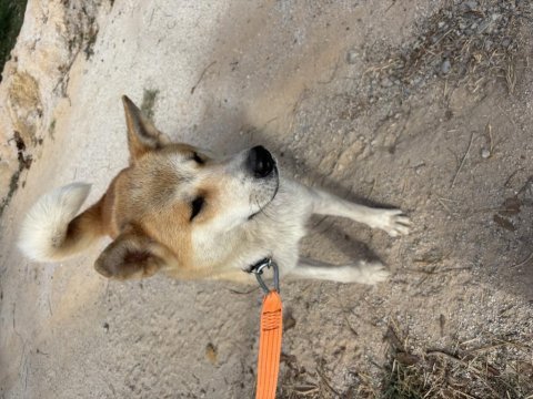 1 yaşında akita inu uysal sosyal oyuncu