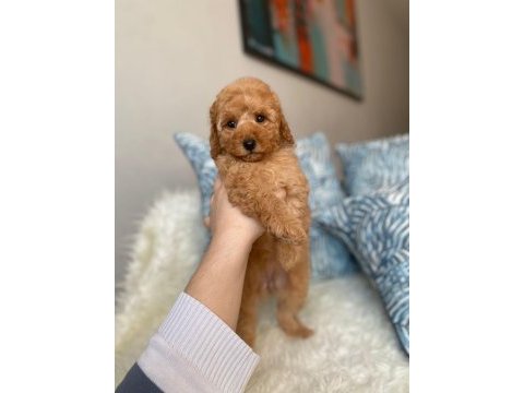 Orjinal koyu apricot toy poodle yavrum