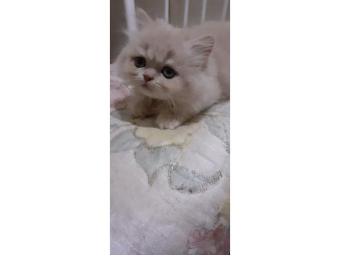 2 aylık iran kedisi yavrular