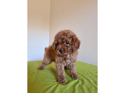 Redbrown toy poodle yavrular