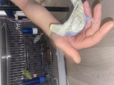 Kalitenin tek adresi ev üretimi sağlıklı muhabbet kuşlar