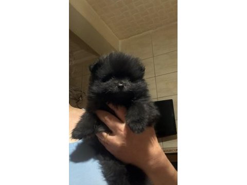 Pomeranian bebeğim türkiyede az bulunan renk uygun